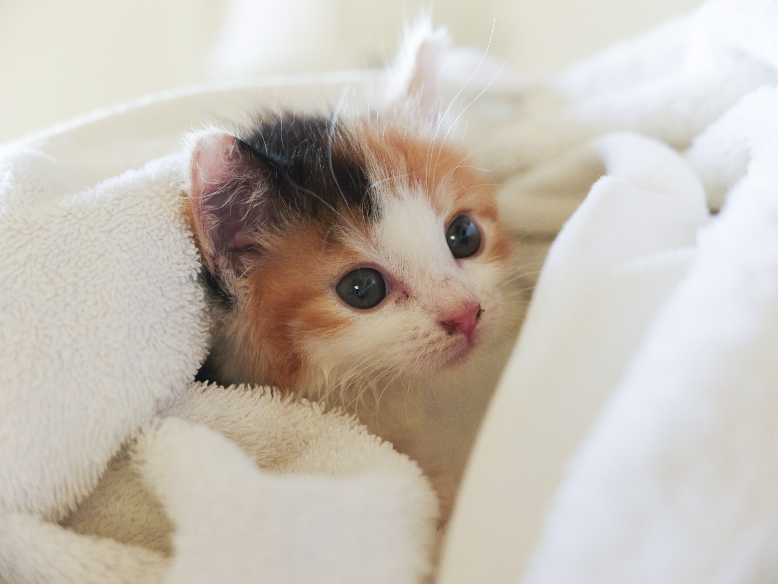 Sample image taken with the Panasonic Lumix L10; tiny cute kitten wrapped in a towel