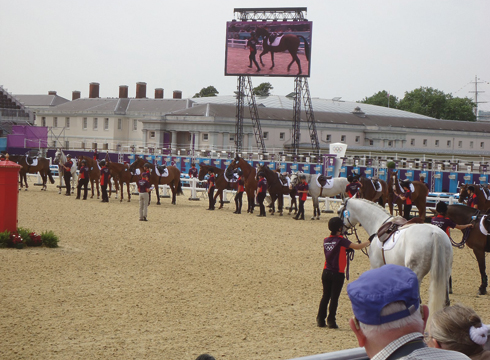 Horse-Selection.jpg