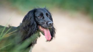 Black cocker spaniel headshot