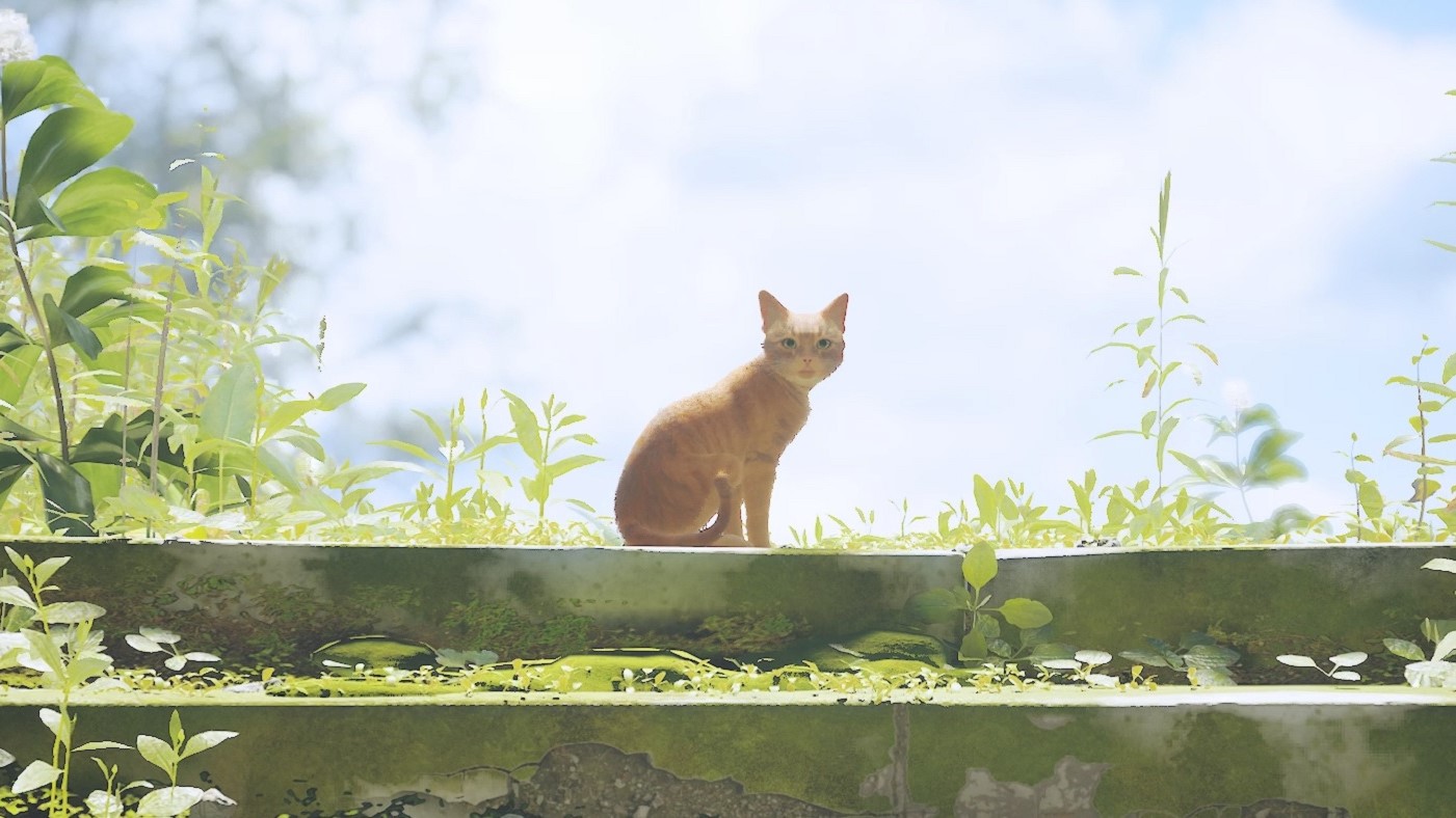 Cat Game 'Stray' Introduces Three Real Life Feline Stars