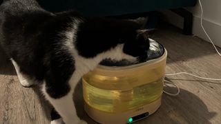 Adam's cat drinking from the Enabot ROLA Smart Pet Water Fountain