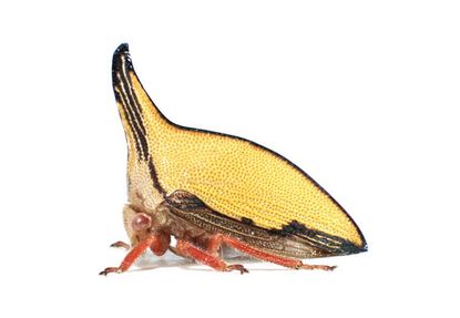 treehopper