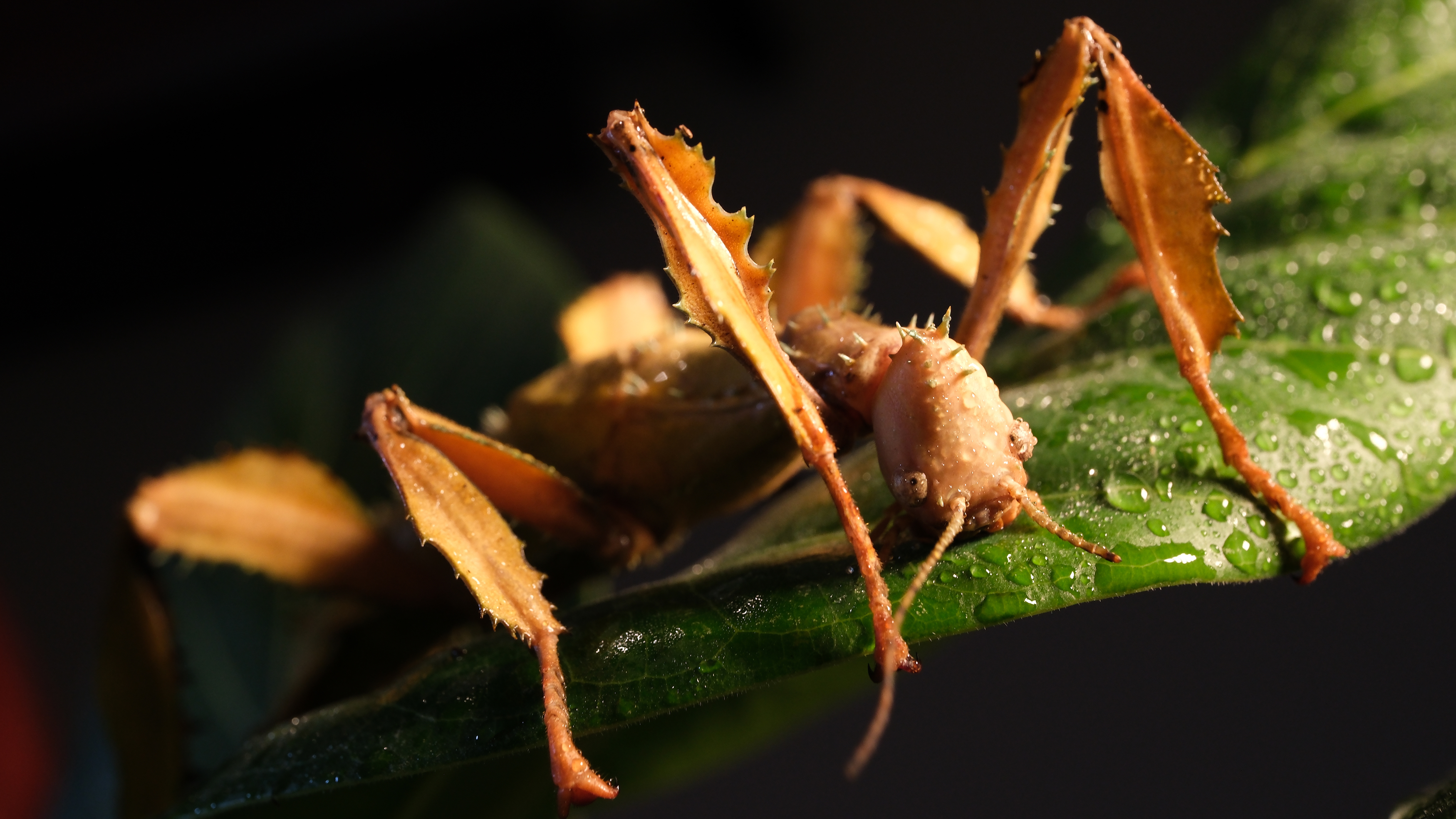 A stick insect crawling on a leaf