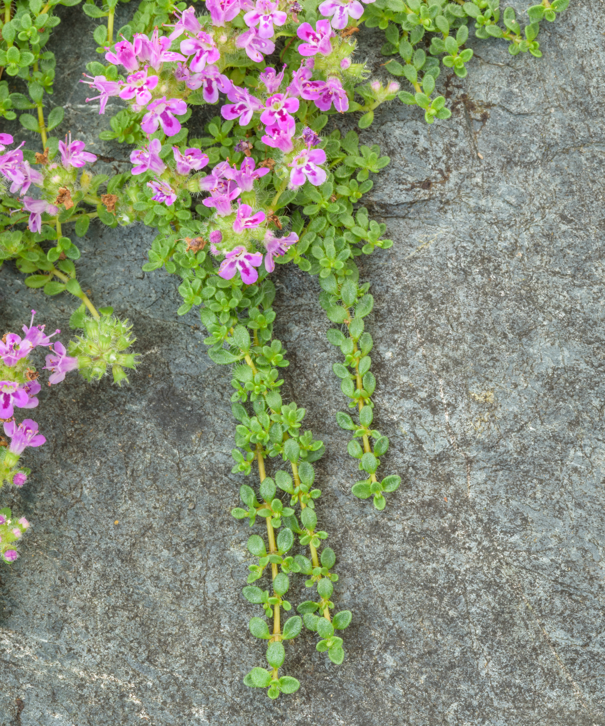 creeping thyme growing over path