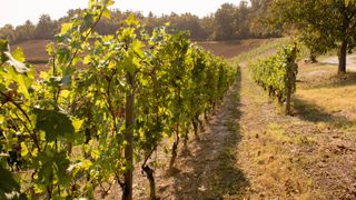 Dolcetto vineyard