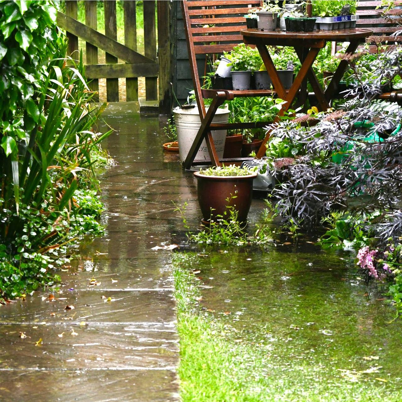 Rain flooding a backyard garden