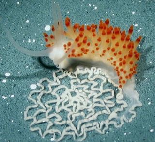 Newly discovered Califoronia sea slug, Flabellina goddardi, with egg case.