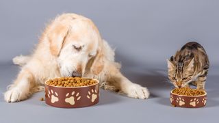 Can cats eat dog food? Cat and dog sat side by side eating out of their individual food bowls