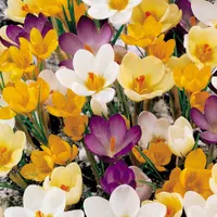 Crocus 'Winter Flowering' at Van Meuwen
