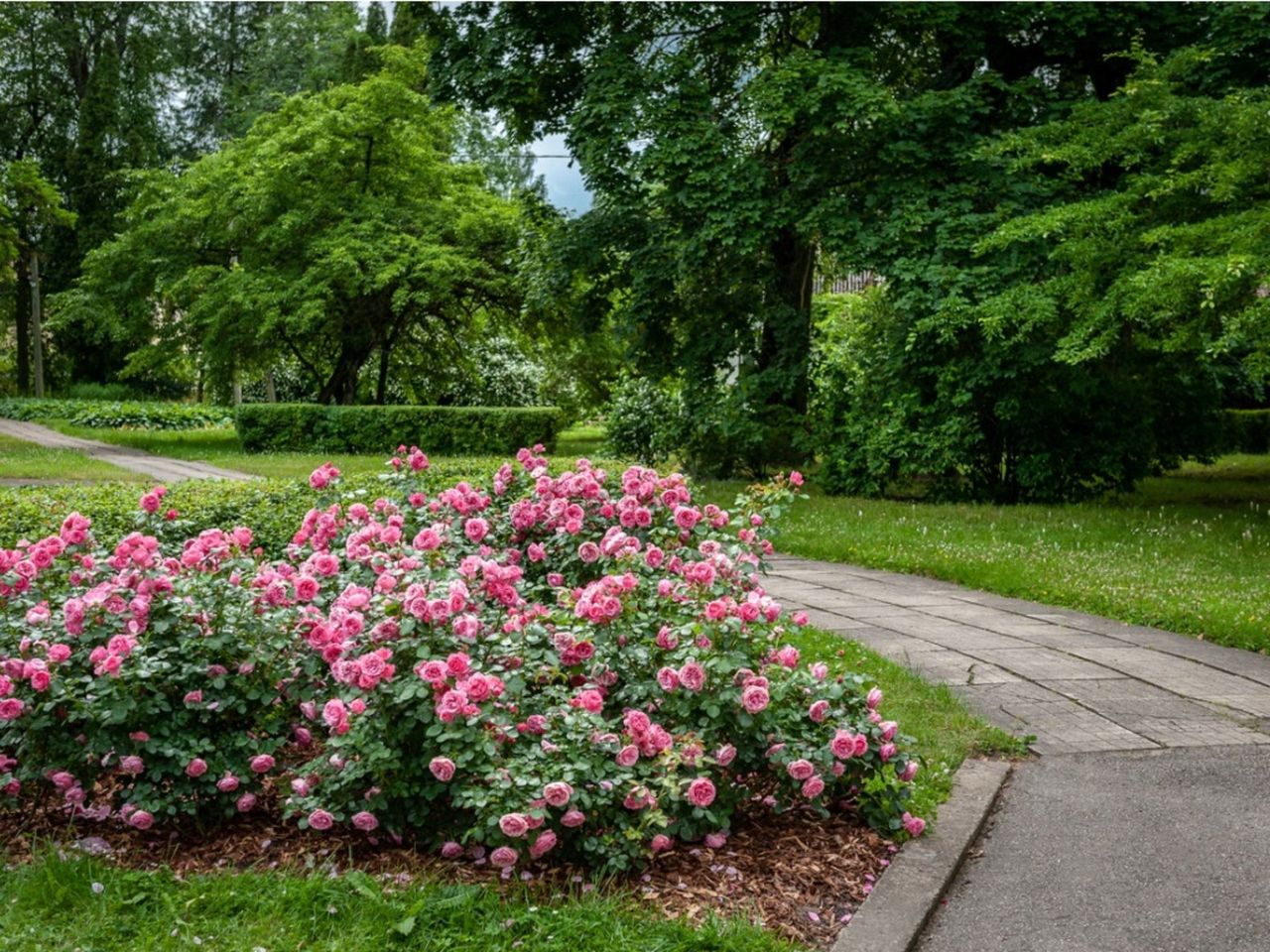 Pink Rose Bushes