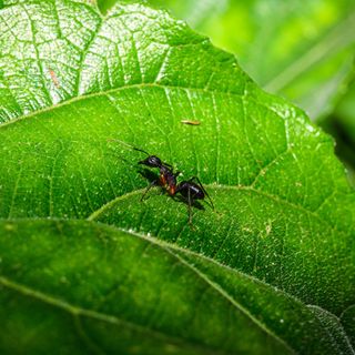 Ant crawling on leaf