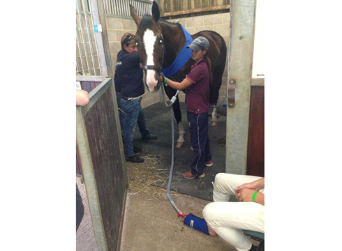 Hartpury horse (after crash)