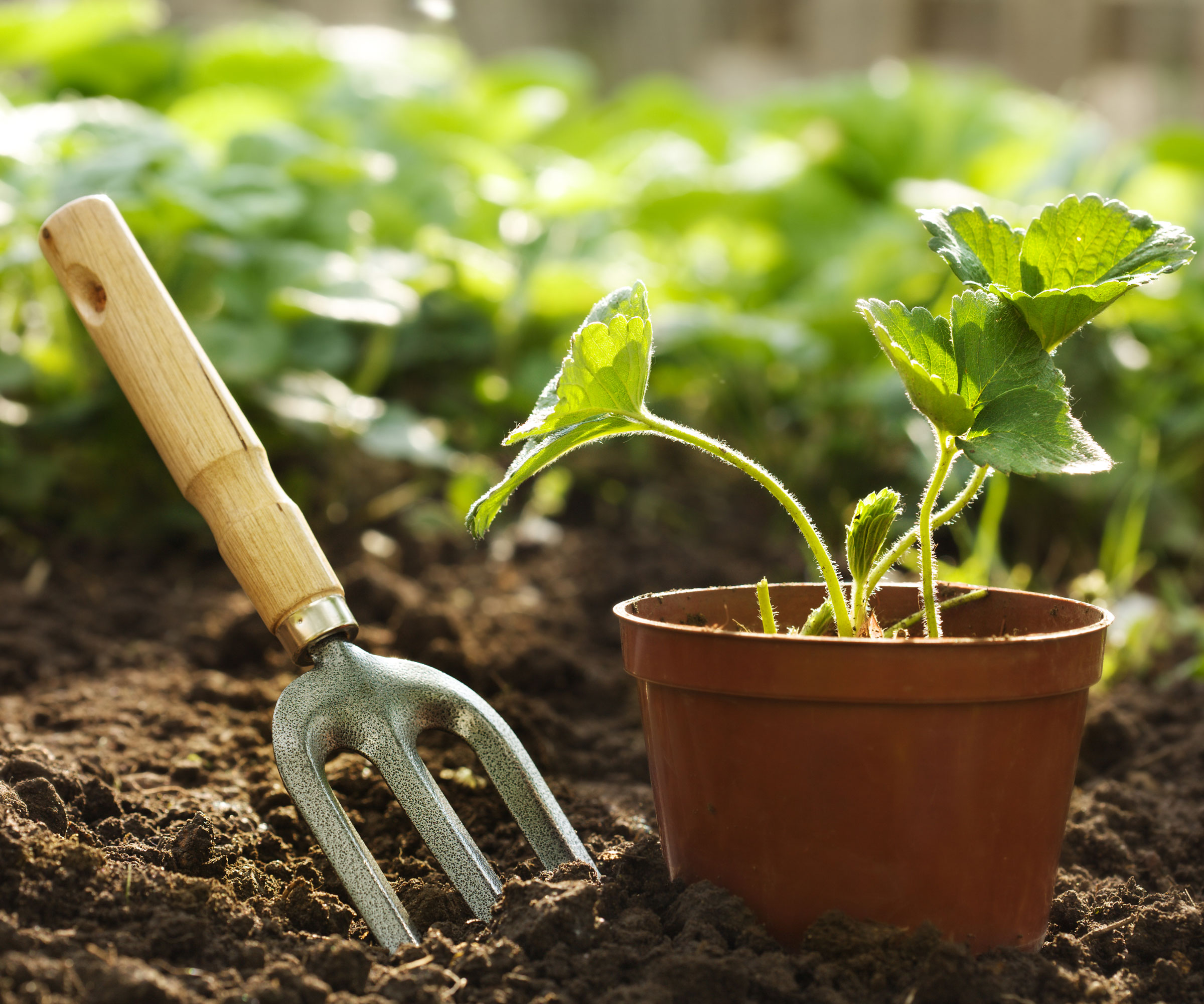 strawberry plant in pot about to be planted with pitchfork