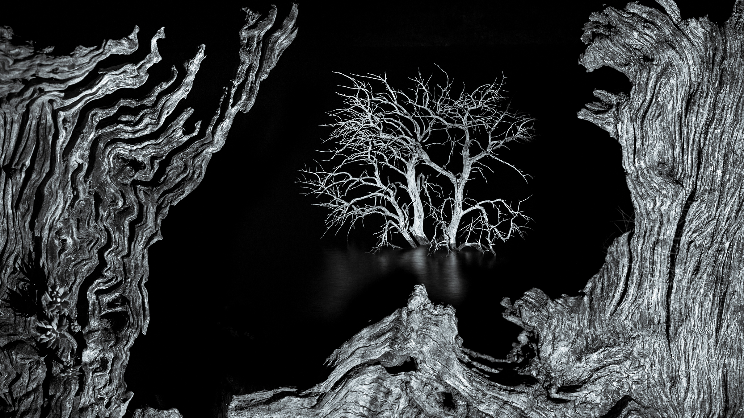 Dead trees on the edge of the Zahara de la Sierra reservoir, southern Spain, photographed at night using a dual focal-length long-exposure technique