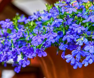 Fiori blu intenso della Lobelia ricadente in un contenitore.