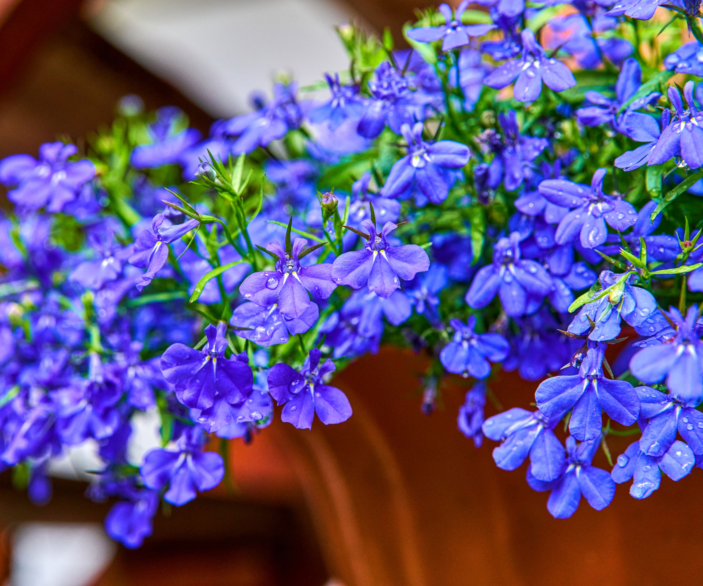 trailing lobelia plant with purple flowers in container