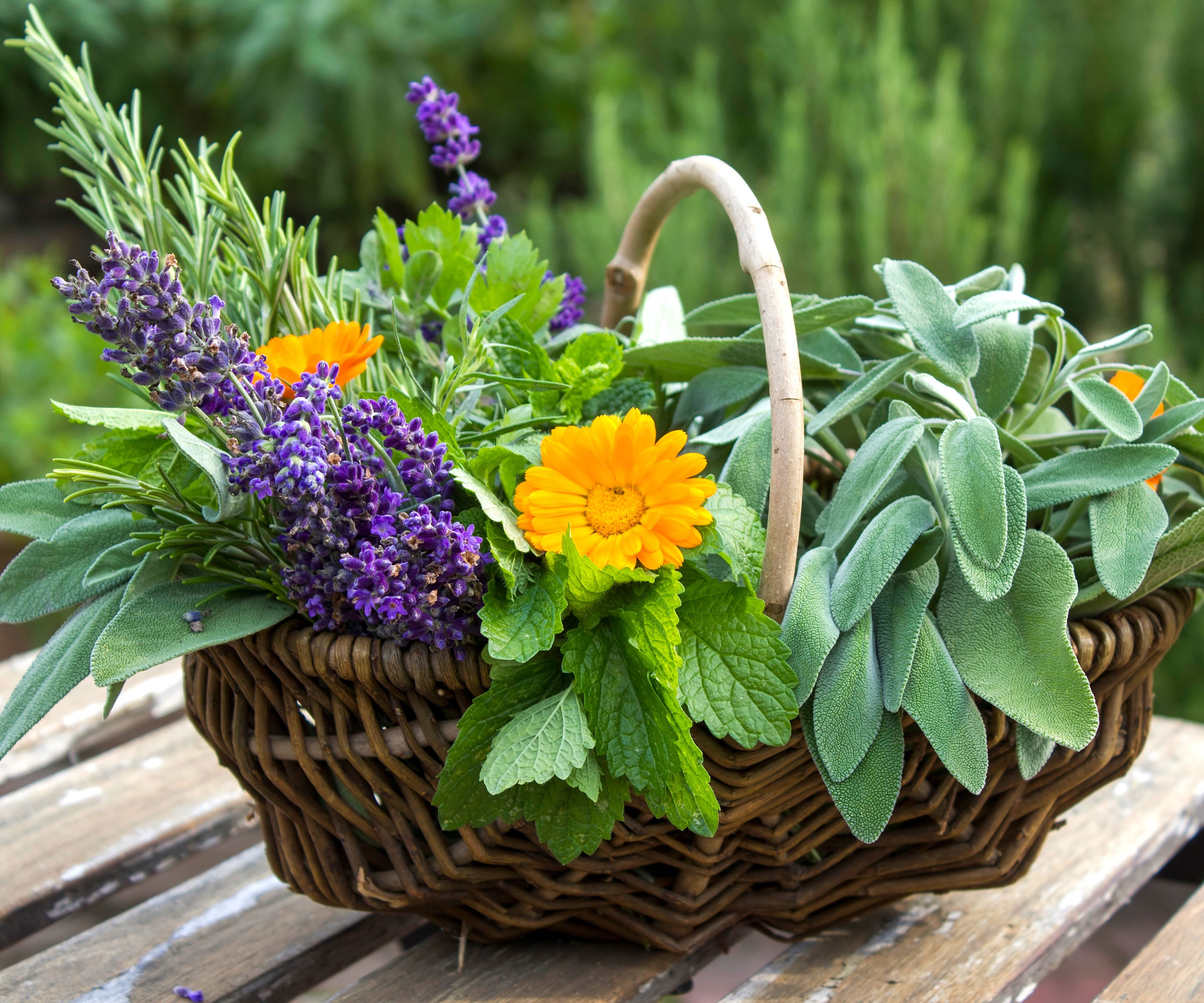 sage harvest in basket with salvia, calendula and rosemary