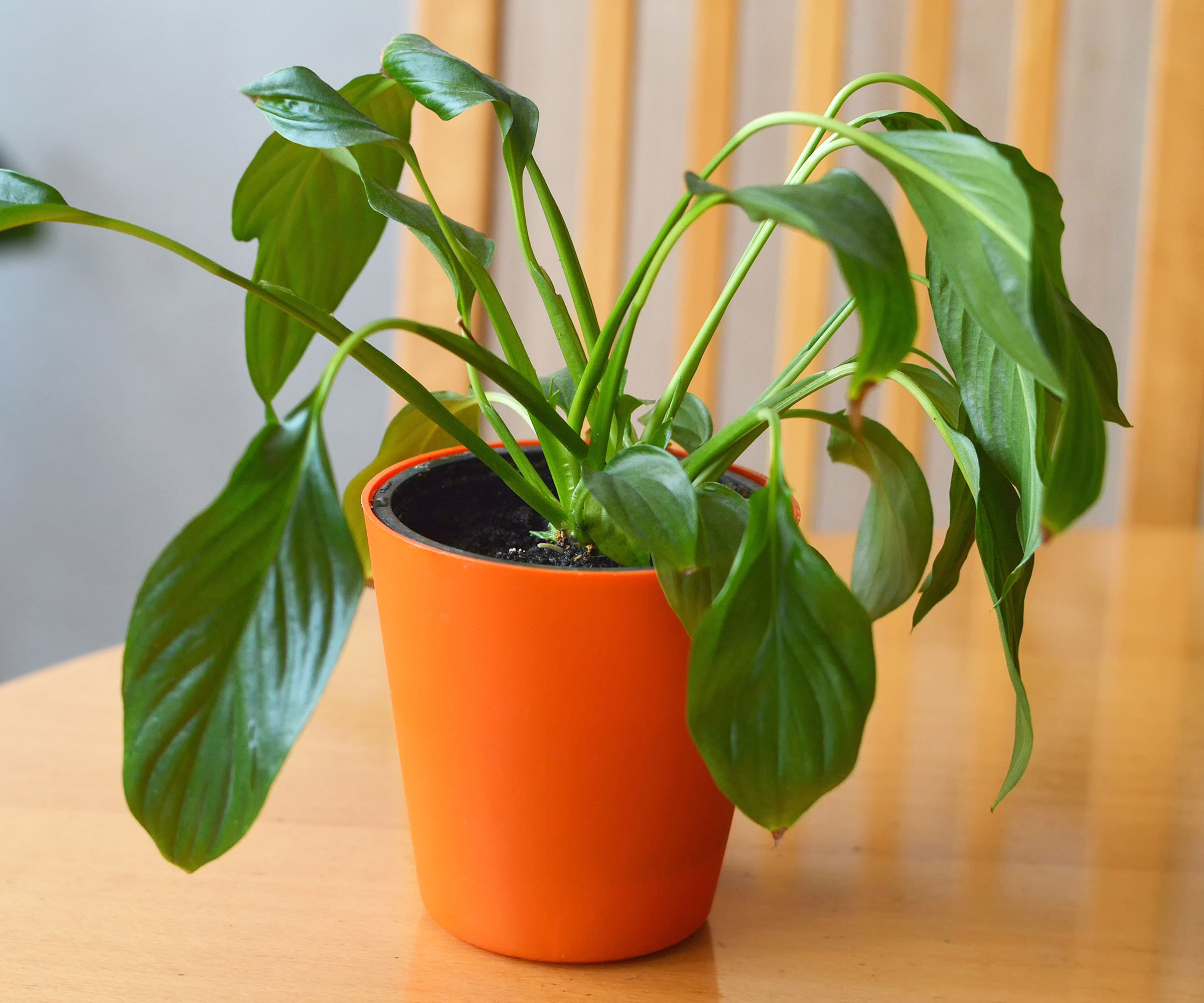 peace lily houseplant in orange pot looking wilted and drooping