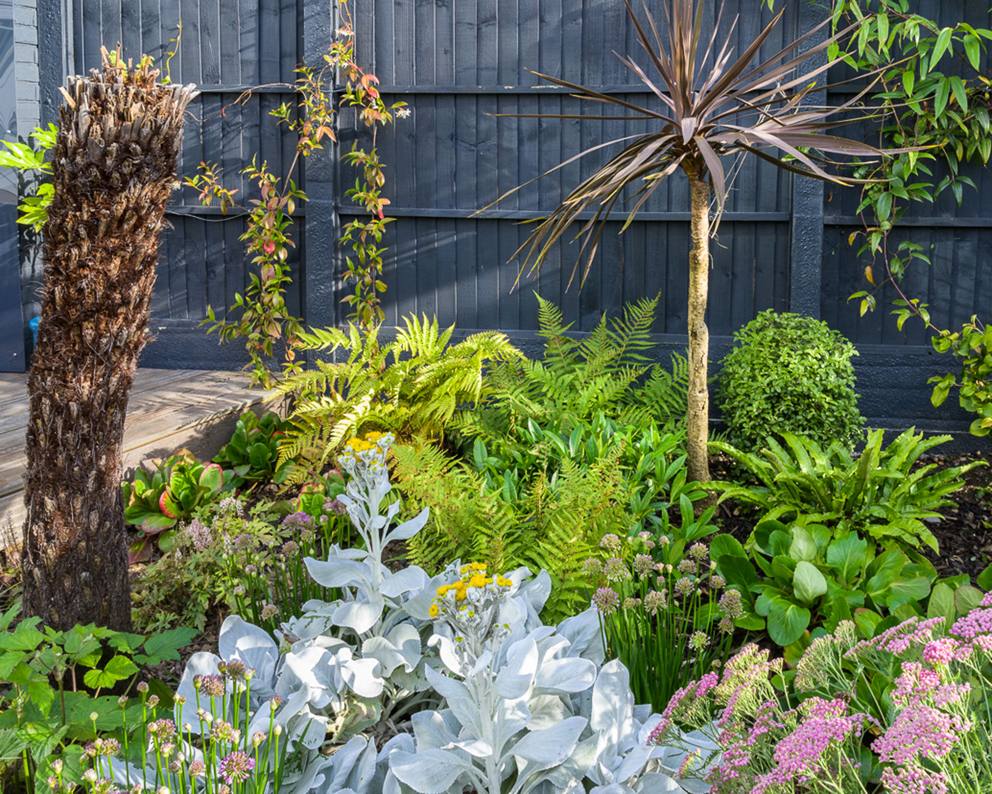 Mediterranean planting design with ferns and silver leaved plants including Senecio candicans &amp;lsquo;Angel Wings&amp;rsquo;, with a black fence behind