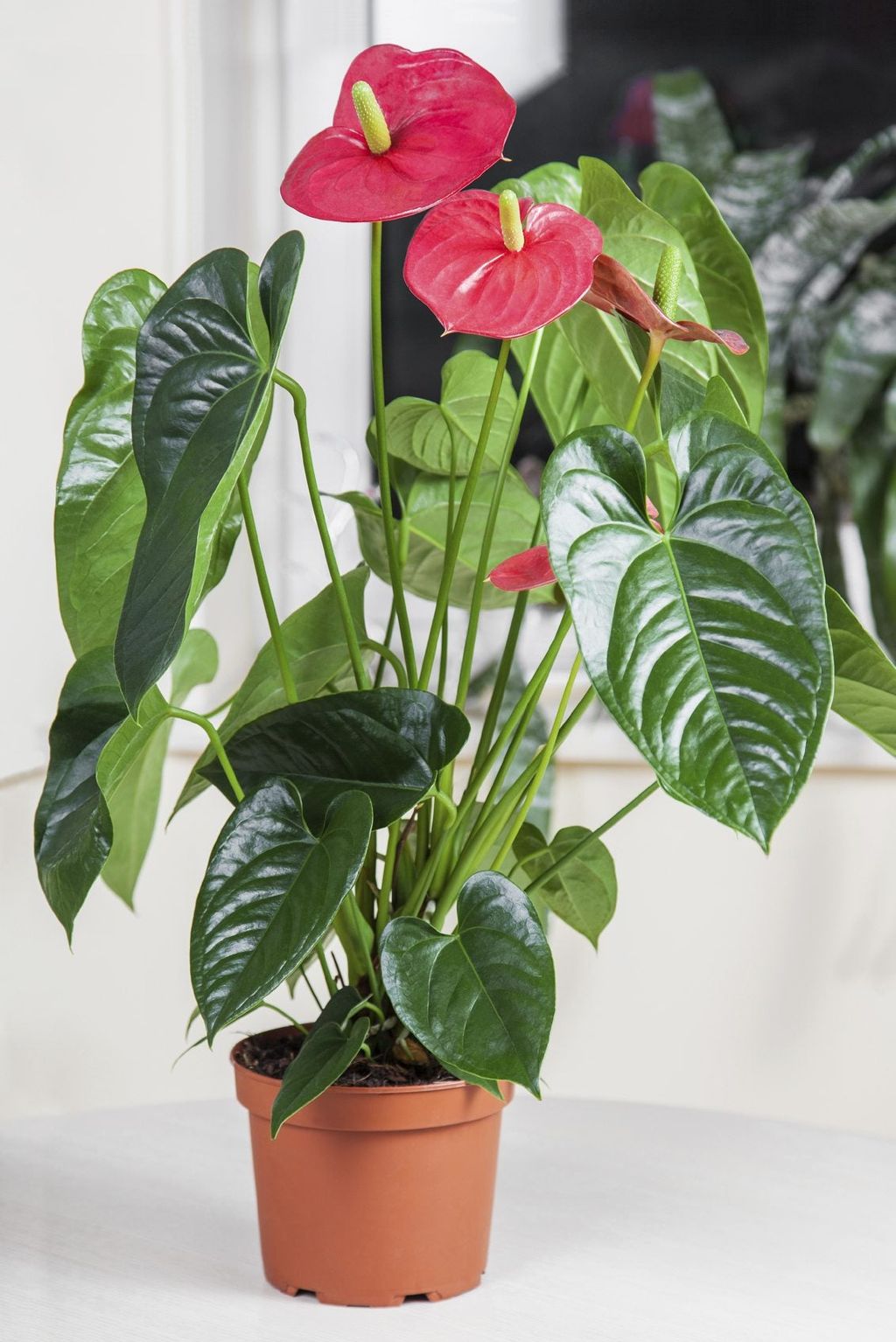 How To Repot An Anthurium Tips On Repotting Anthurium Plants