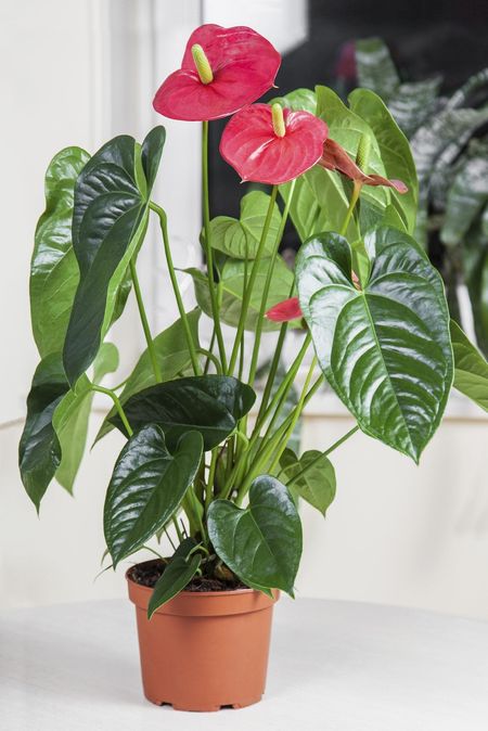 anthurium repot