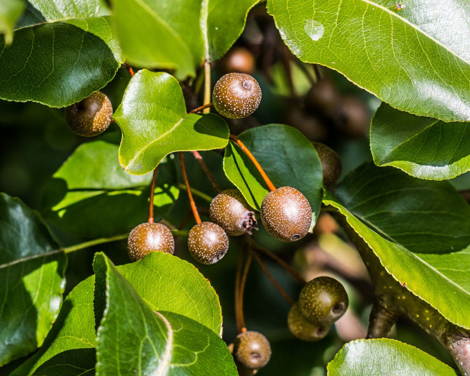 bradford pear fruit and leaves