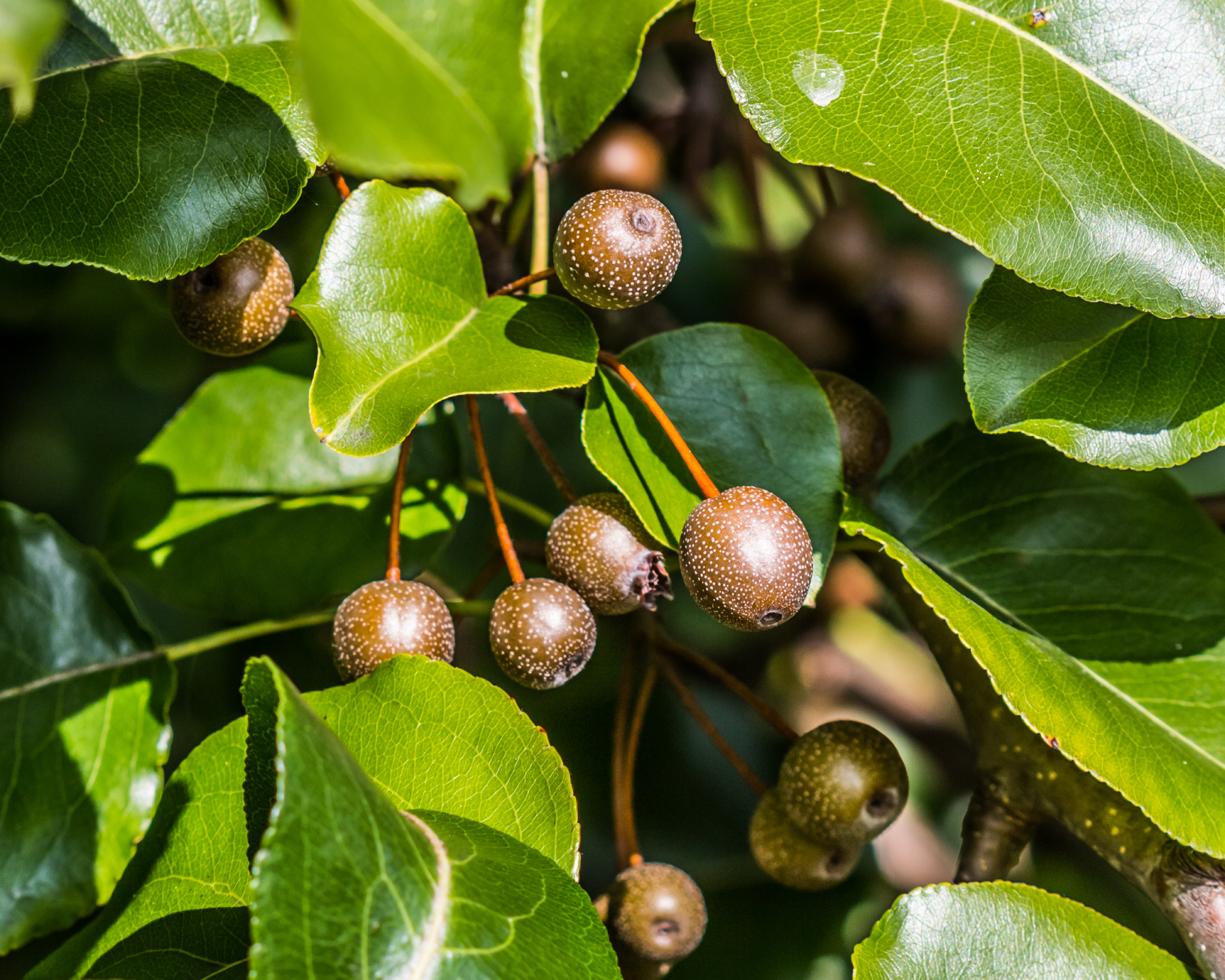 bradford pear fruit and leaves