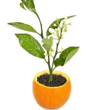 Using orange rinds as a plant pot