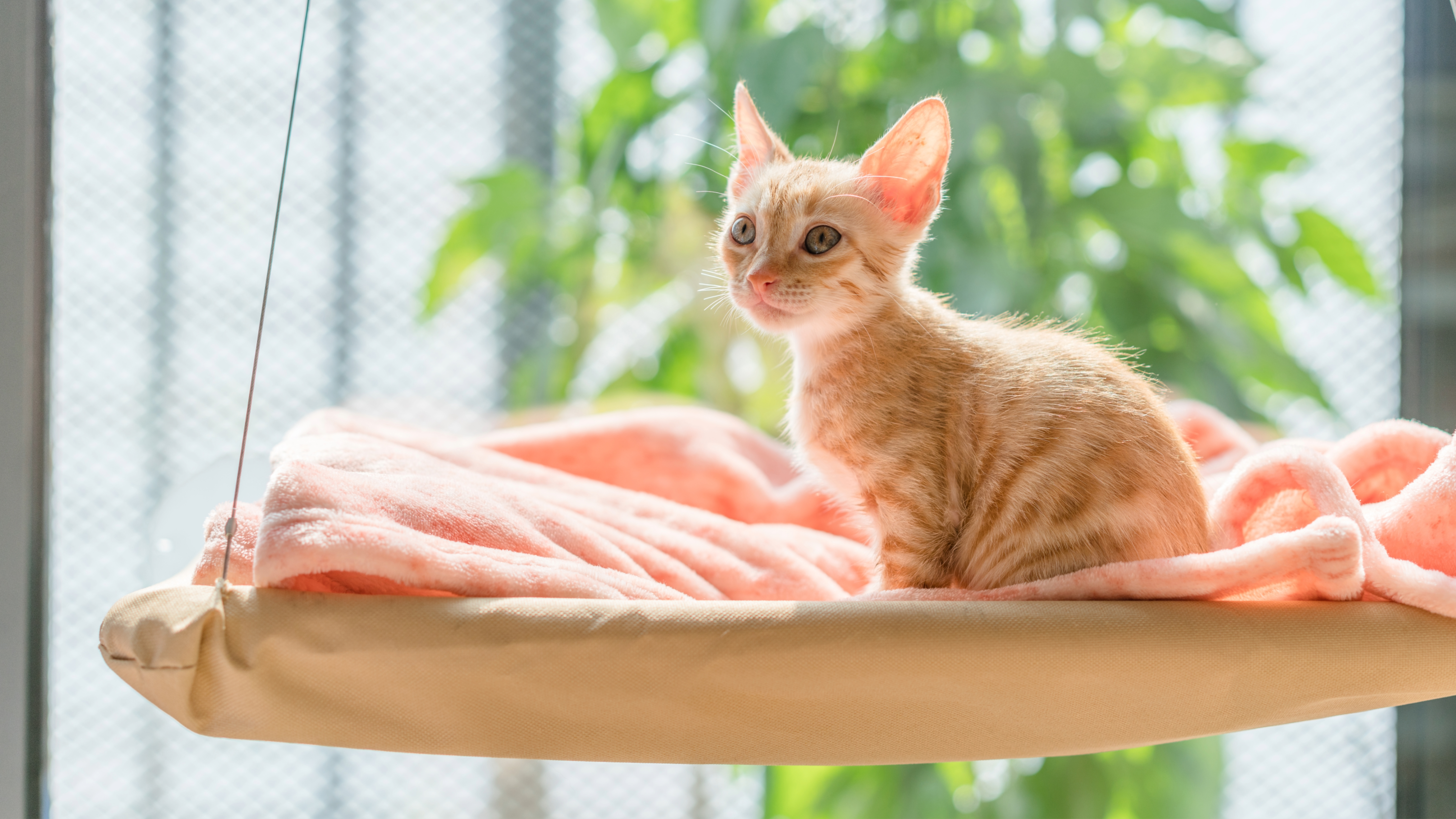 Kitten sitting on hanging cat bed
