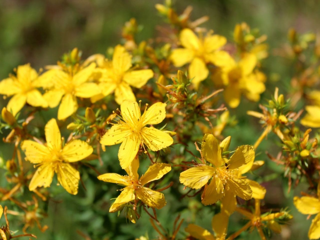 Yellow St. John&amp;#39;s Wort