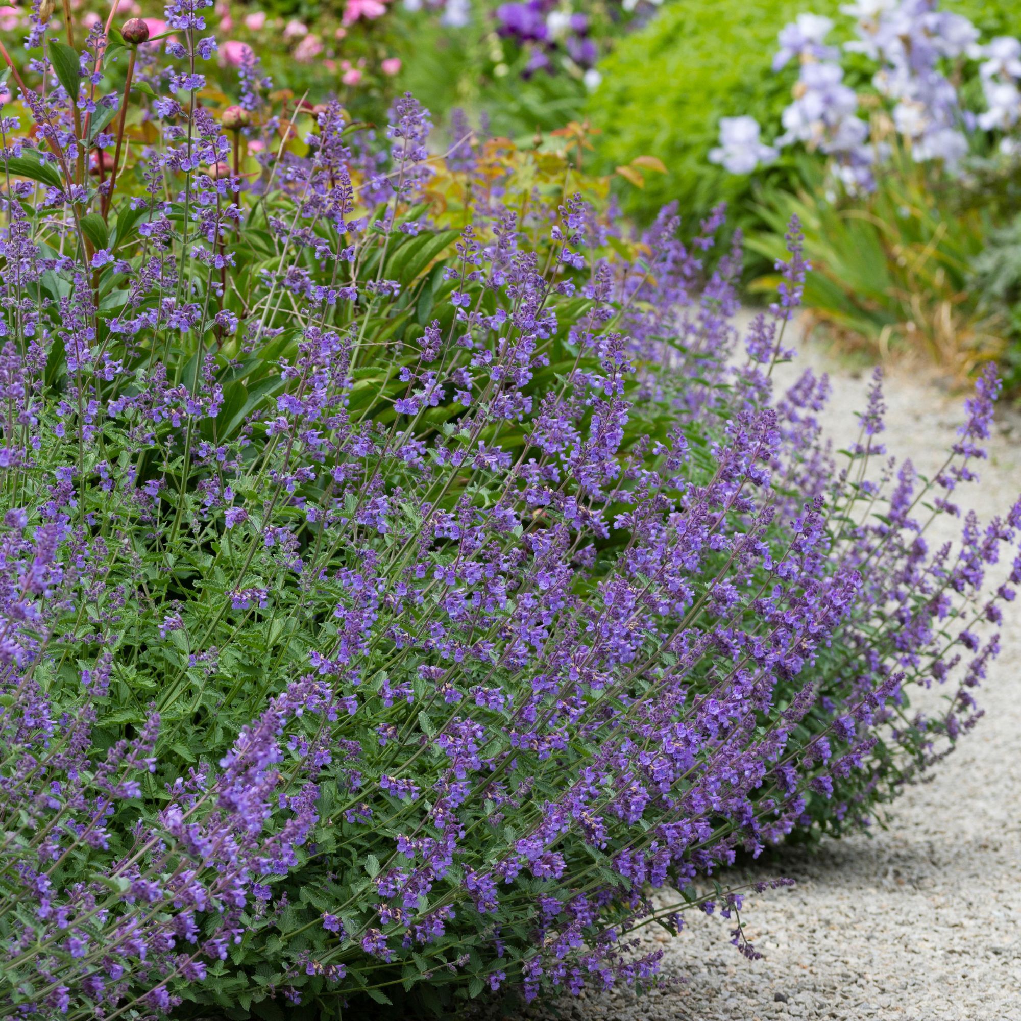 catmint