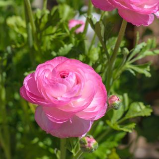 Ranunculus asiaticus 'Tecolote Pink' flowers growing in garden