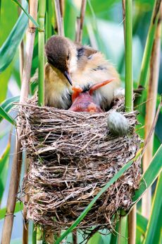 A freshly-hatched cuckoo chick in the nest of a reed warbler, rolling the other eggs from the warbler out of the nest by pushing them with its back over the edge, even as it's being fed by its 'mother'.