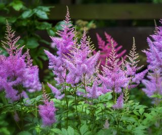 Pink flowers of astilbe blooming in the garden