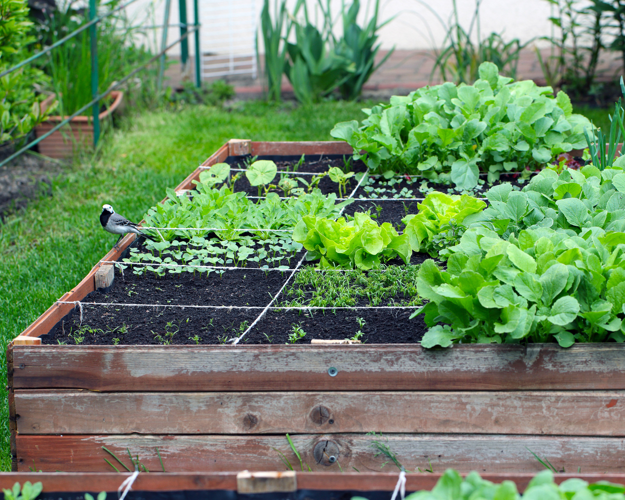 Raised bed divided into square foot grid system, growing leafy vegetables