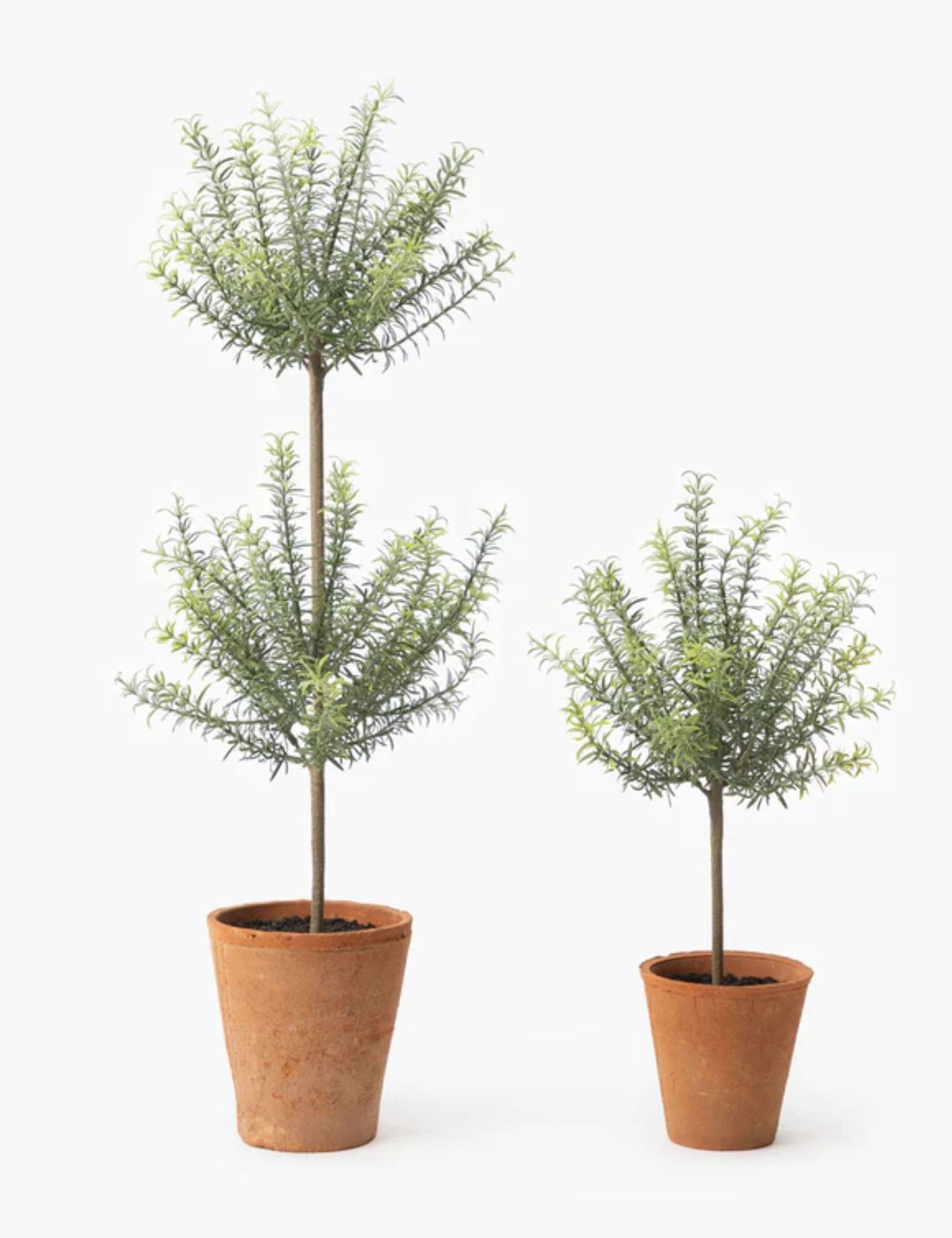 Potted Faux Rosemary Topiary