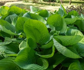 Close up on leaves of Sum and Substance hosta plant