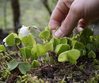 wood sorrel plants in wild