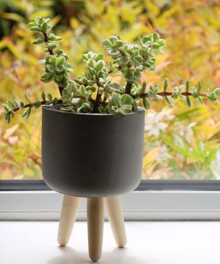 elephant plant succulent in pot on windowsill