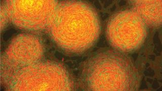 Experimental mixture of two myxobacteria strains that overexpress different types of TraA receptors (red and green) that adhere to themselves but not each other.