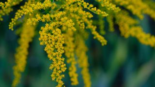 close up of yellow ragweed flowers