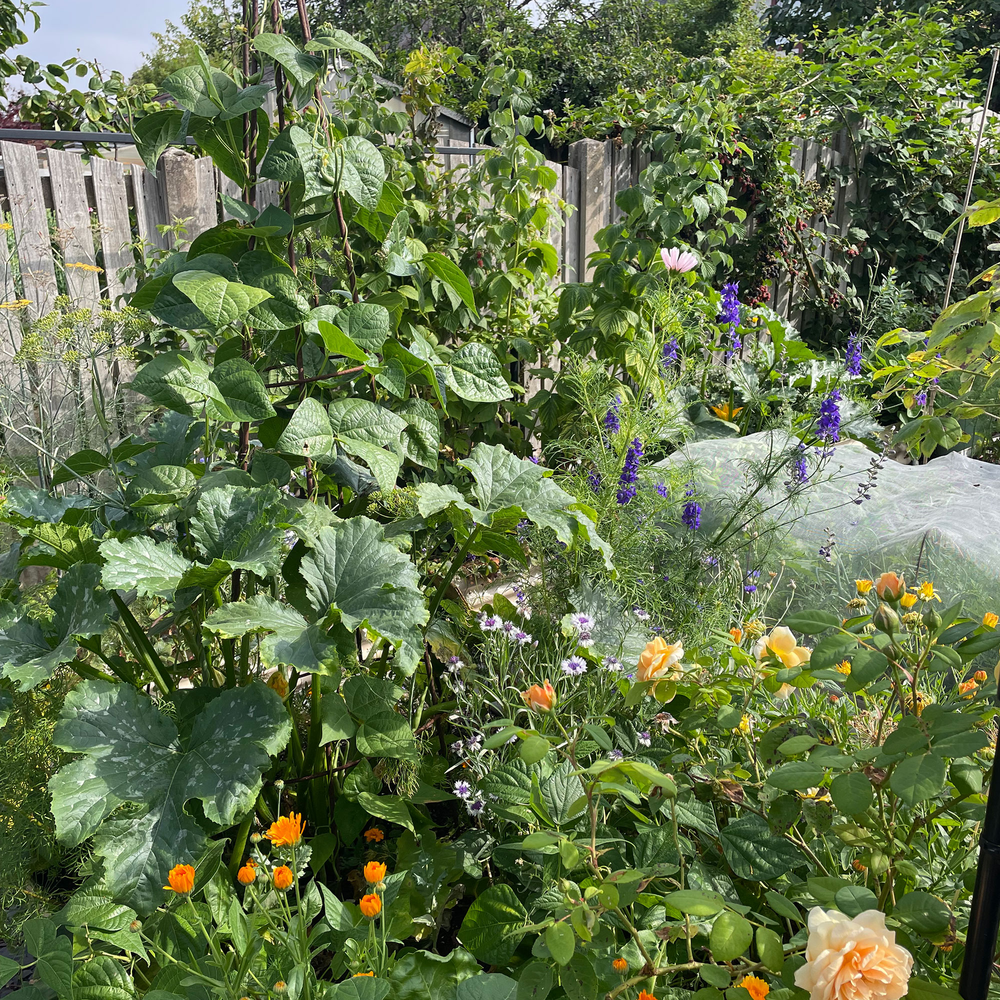 Garden with raised beds filled with plants and flowers
