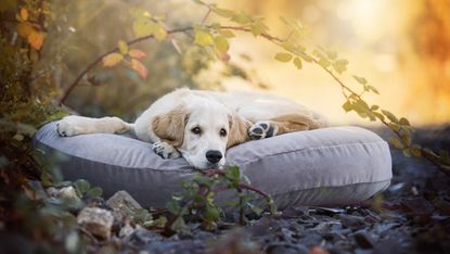 dog friendly garden