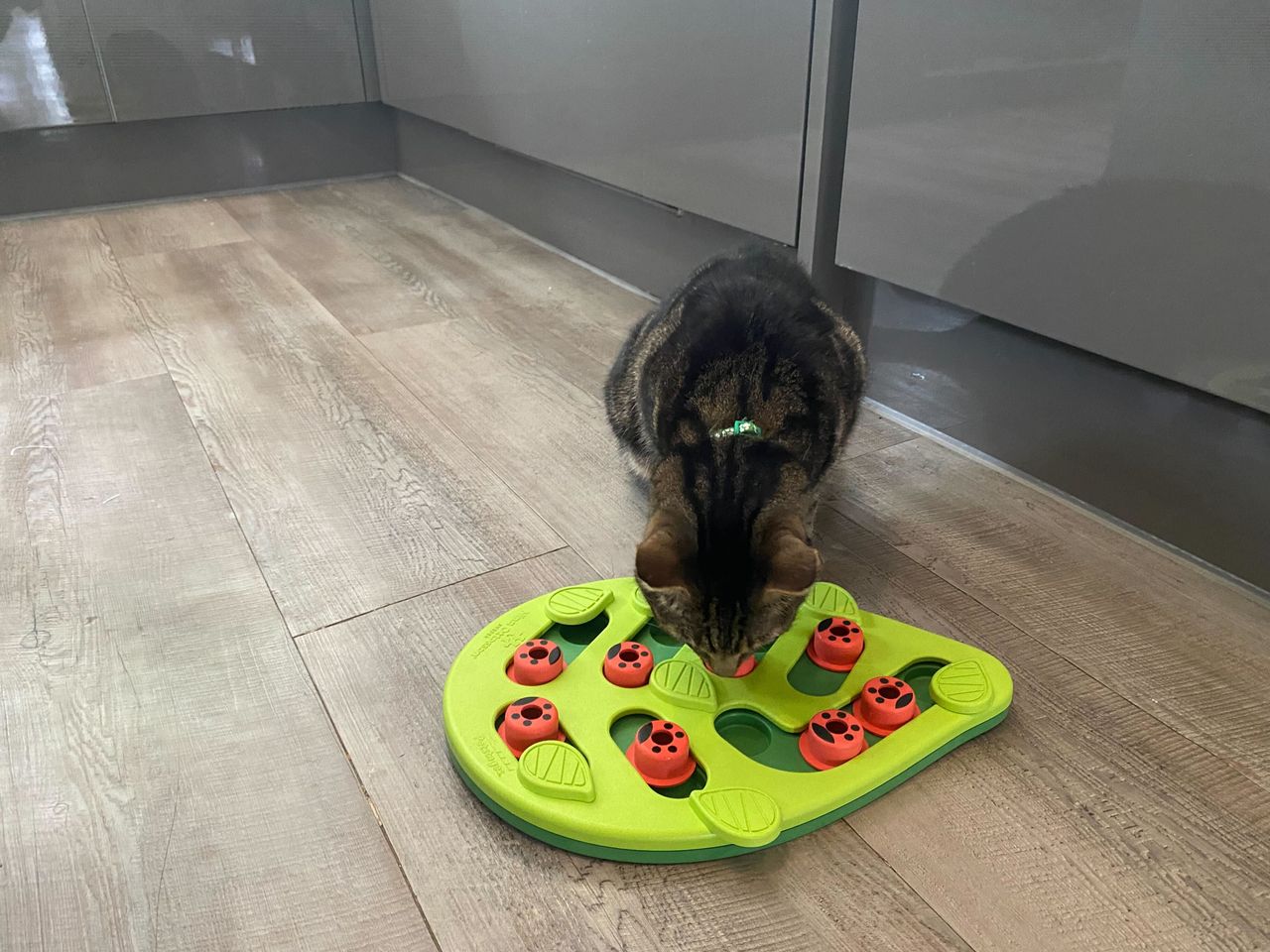 Chilli eating from the Buggin' Out cat puzzle feeder