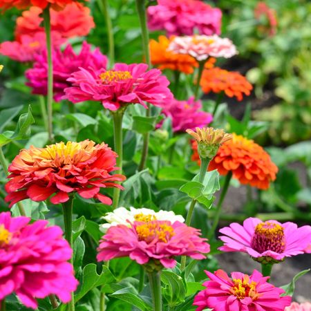 zinnias of mixed color in small flower bed