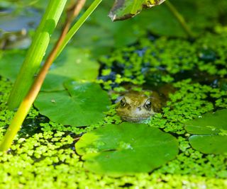 frog in pond