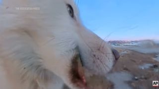 AP Archive sled dog with 360 camera