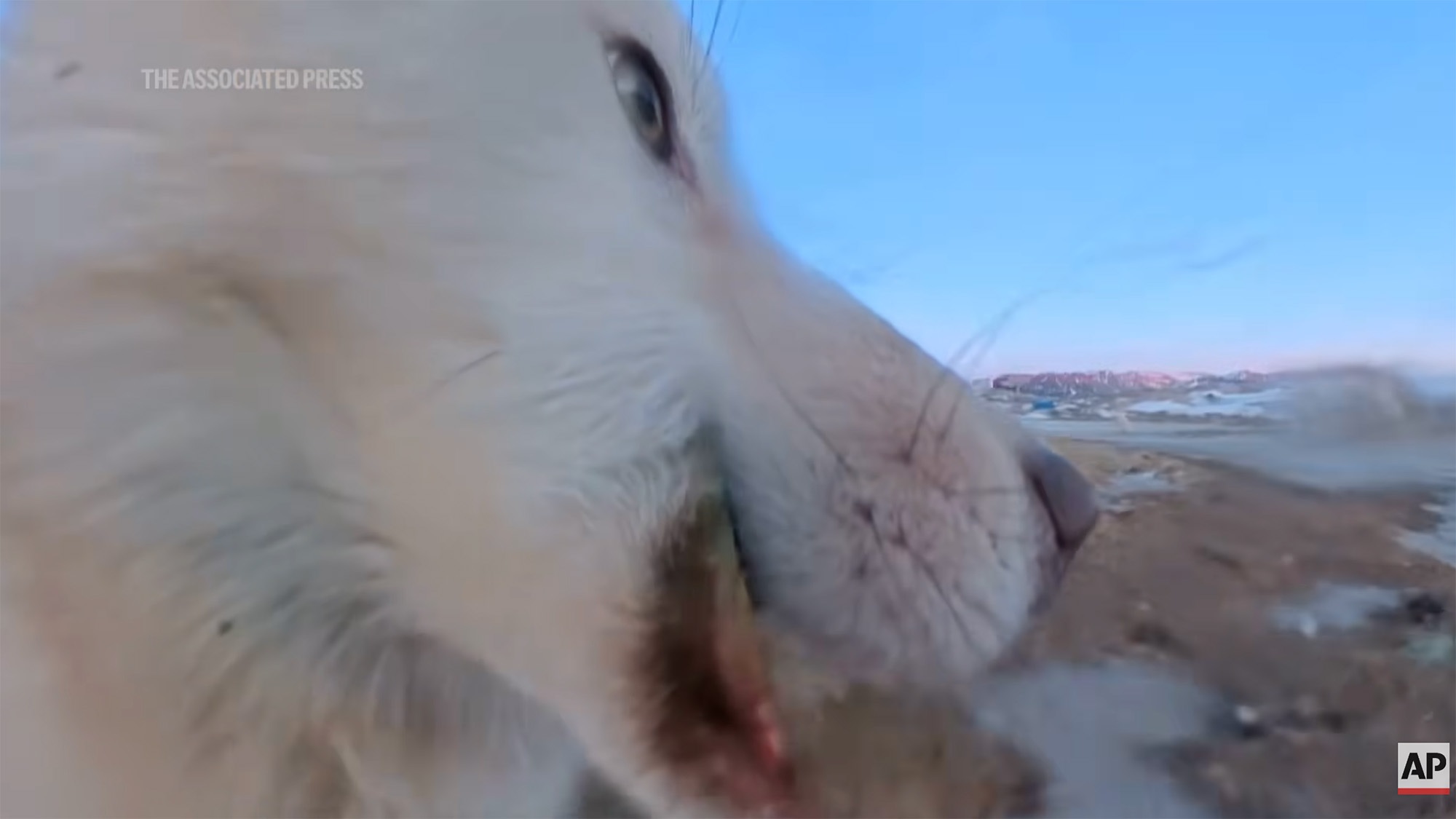 AP Archive sled dog with 360 camera