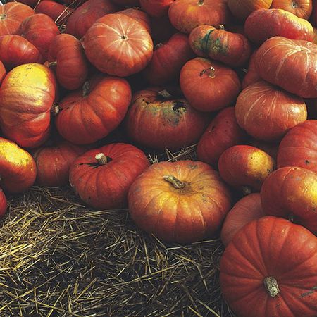 yellow pumpkins on grass field