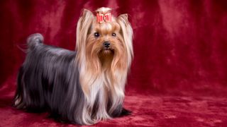 Yorkshire terrier with fur combed ready for show